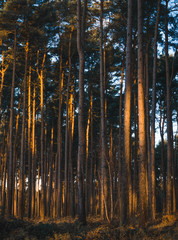 Sunrise in the forest. Early morning light in woodlands