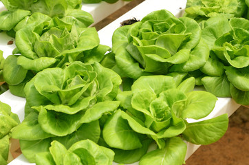 Lettuce vegetable growing in hydroponic farm
