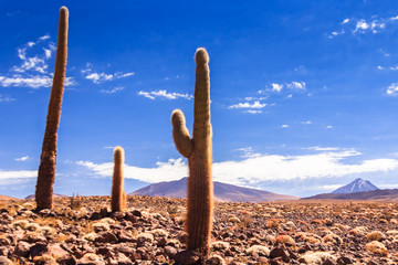 Group of cacti in Guatin valley near San Pedro de Atacama in Chile