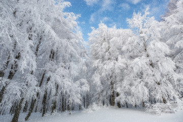 Winter landscape. Bursa, Turkey.