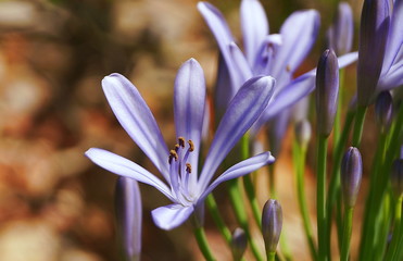 Flowers of violet crocus