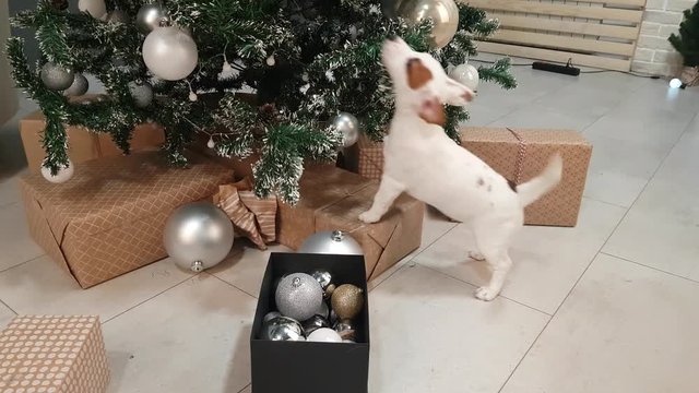 Small terrier puppy explore gifts under christmas tree.