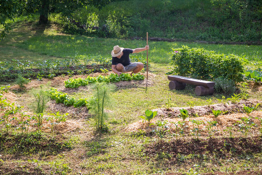 Young man with hat Working in a Home Grown Vegetable Garden