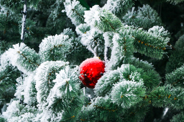 Christmas fluffy tree, decorated with bright colorful balls, covered with snow-white frost in  bitter cold.