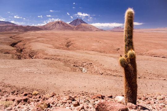 Valle de los Cactus / Guatin valley in Chile near San Pedro de Atacama