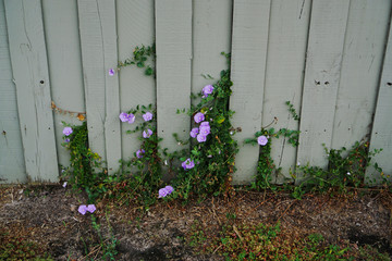 Wild flowers growing out of fence