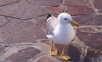 Seagull on the seafront in Venice, Italy