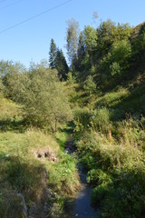 view of the forest