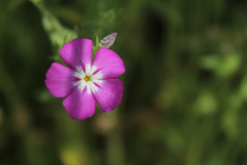 Fototapeta premium Flower