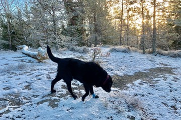 Winter in the forest