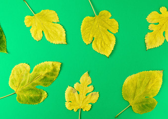 yellow and green leaves of mulberry