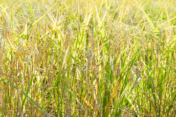 Close up of paddy rice plant