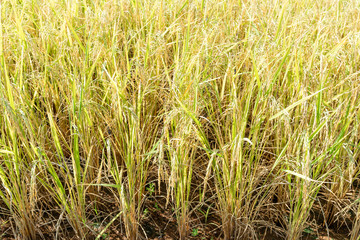 Close up of paddy rice plant