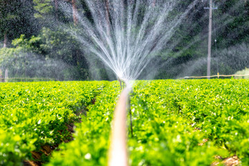 灌漑　農業