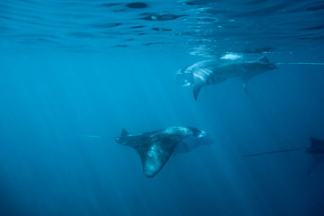 Fototapeta premium Dancing manta rays in the maldives.