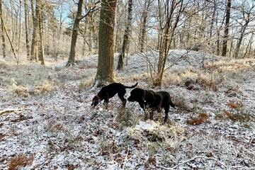 Winter in the forest