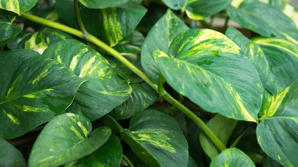 green leaves on background