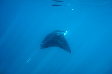 Dancing manta rays in the Maldives.