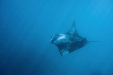 Fototapeta premium Dancing manta rays in the Maldives.