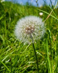 dandelion on green background