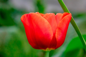 Naklejka premium Beautiful Red Tulips and green leave in the garden.