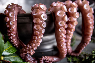 Fresh octopus tentacles in bowl