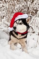 Dog breed Siberian Husky in cap Santa Claus and red scarf in winter forest