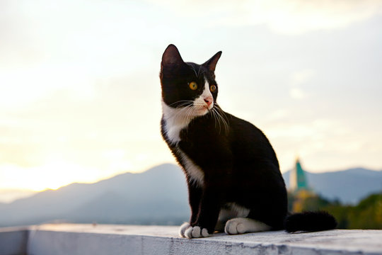 black and white cat