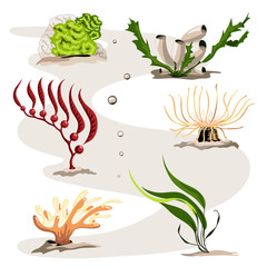 Set of different sea plants