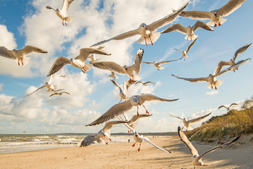 black headed gulls flying over beach of the Baltic Sea