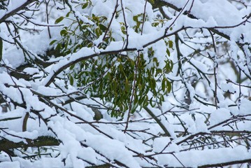 green leaves on the gray branches of a tree under white snow