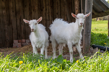 Fototapeta premium goat in natural environment