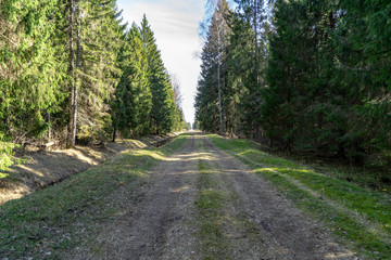 Fototapeta premium radiant sun light shining through tree branches in forest