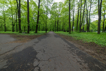Obraz premium tourist walking footpath in green forest