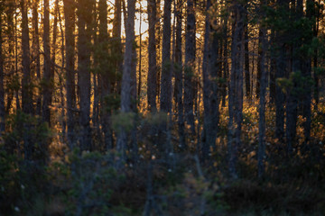 Fototapeta premium radiant sun light shining through tree branches in forest