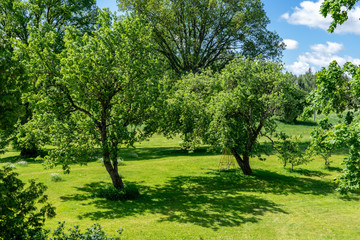 Fototapeta premium countryside yard with trees and green foliage in summer