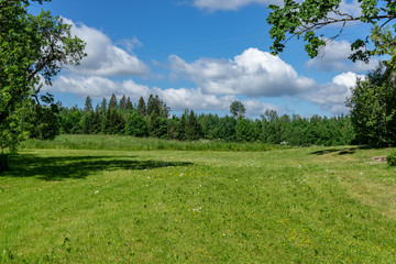 countryside yard with trees and green foliage in summer