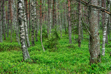 Naklejka premium countryside yard with trees and green foliage in summer