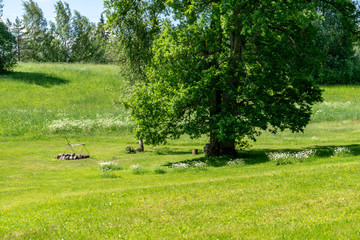 countryside yard with trees and green foliage in summer