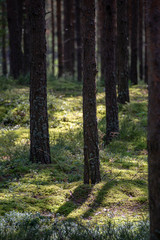 Fototapeta premium countryside yard with trees and green foliage in summer
