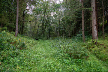 countryside yard with trees and green foliage in summer