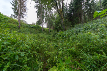 countryside yard with trees and green foliage in summer