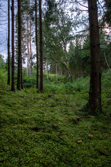 Fototapeta premium countryside yard with trees and green foliage in summer