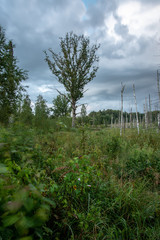 countryside yard with trees and green foliage in summer