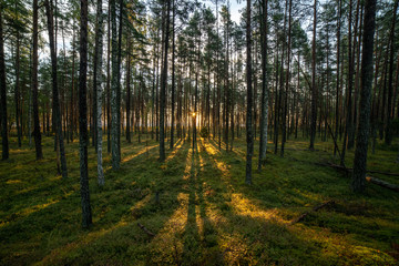 radiant sun light shining through tree branches in forest