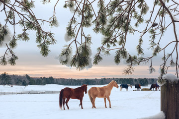 Winter view. Horses on the field eat hay, winter farm, forest in the frost on the horizon. USA. Maine.
