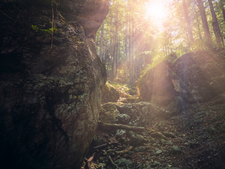 Warm sun rays shining in the forest, up in the mountain.