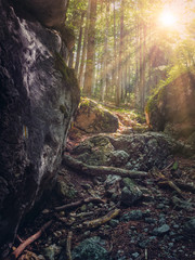 Warm sun rays shining in the forest, up in the mountain.