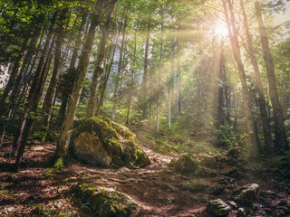 Scenic landscape with warm sunrays shining through the foliage of a deciduous forest up in the mountains.