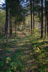 radiant sun light shining through tree branches in forest